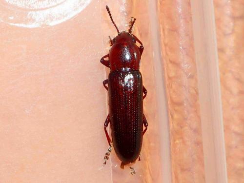 Réf. 230 152 : Languriinae inconnu
